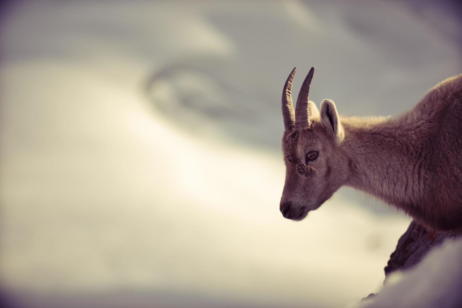 Alpensteinbock beherrscht das Tal foto