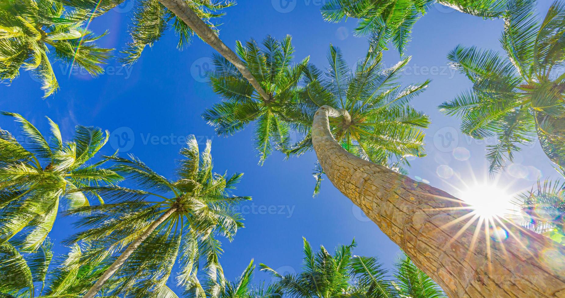 kokosnusspalme mit blauem himmel, schöner tropischer sonnenstrahlenhintergrund. Niedrige Sicht der exotischen Natur mit Palmblättern. Reiselandschaft foto