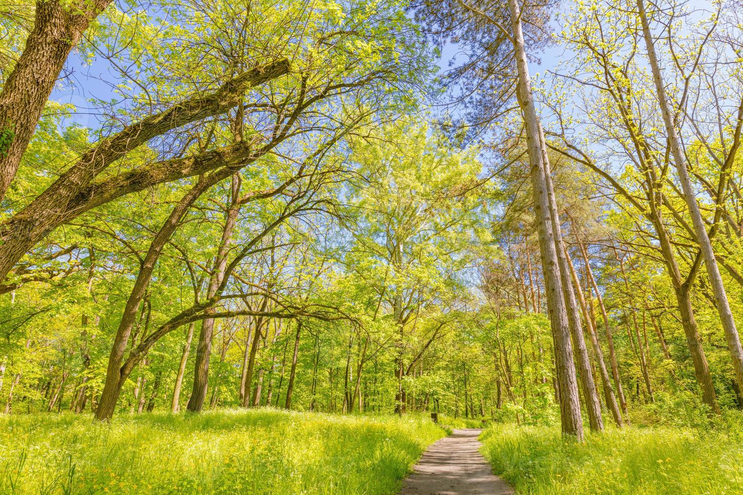 schöner Waldweg, frischer grüner Frühlingssommer foto