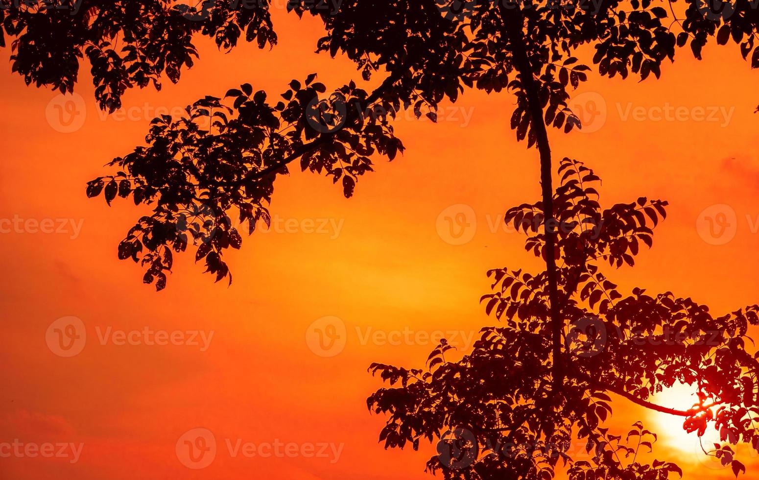 Äste Silhouette Hintergrund mit orange Sonnenuntergang Himmel foto