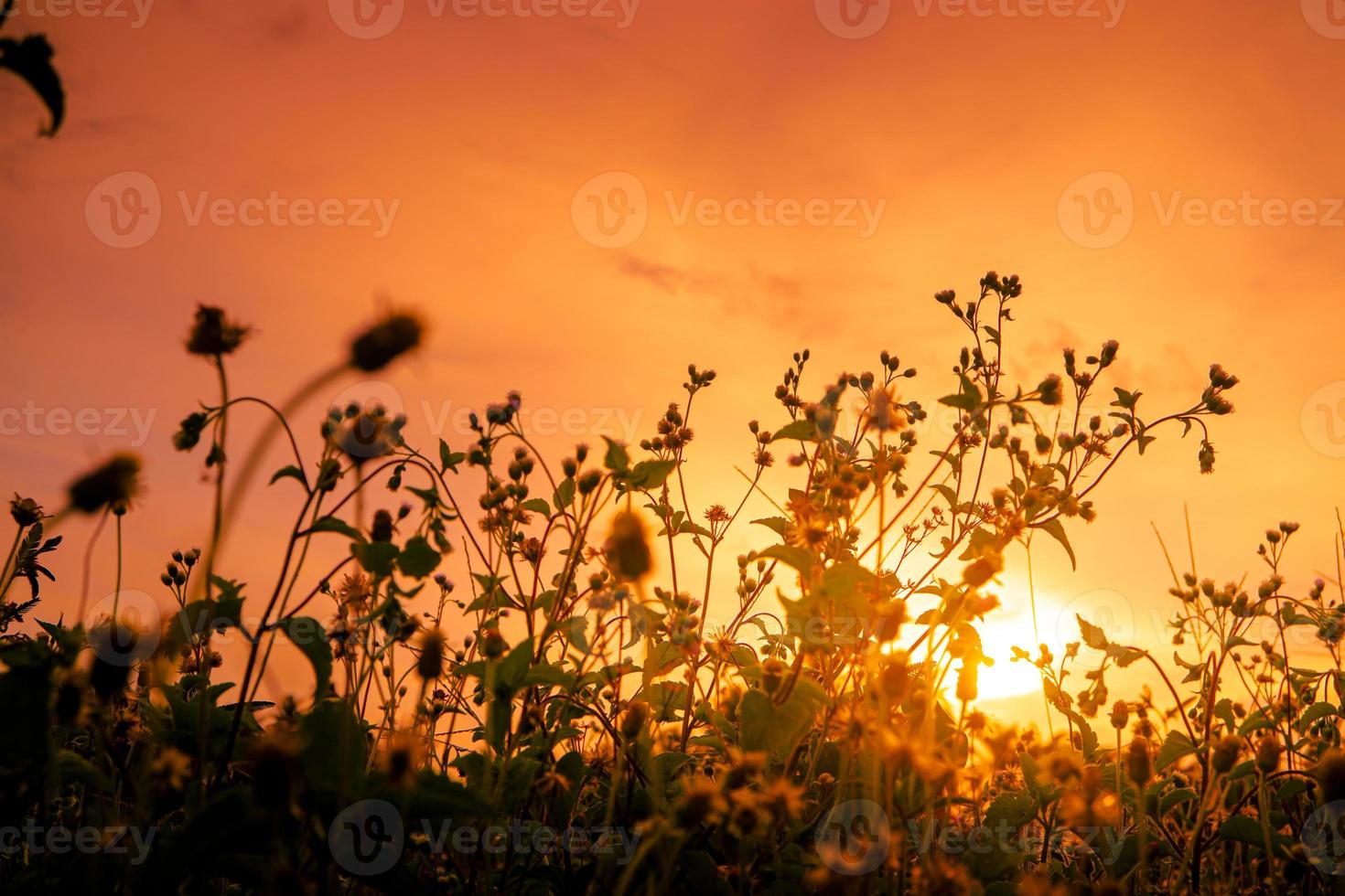 Sonnenunterganghintergrund mit Gras und Unkraut in der Silhouette foto