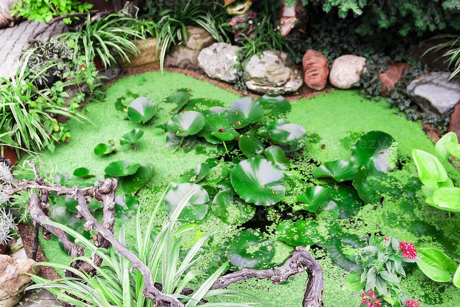 kleiner schöner teich mit grünen blättern von seerosen foto