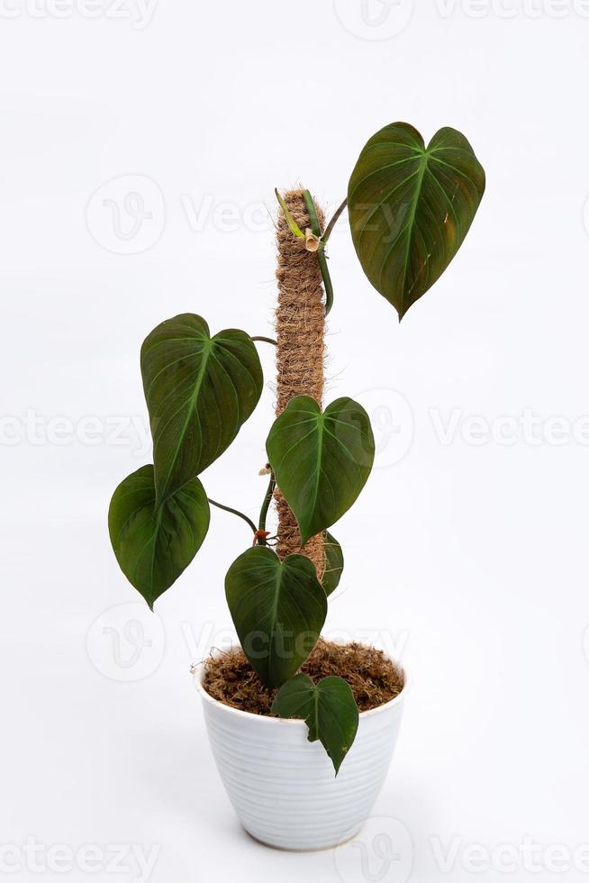 tropische 'Philodendron hederaceum micans' Zimmerpflanze mit herzförmigem Blatt mit samtiger Textur im Blumentopf auf weißem Hintergrund stockfoto foto