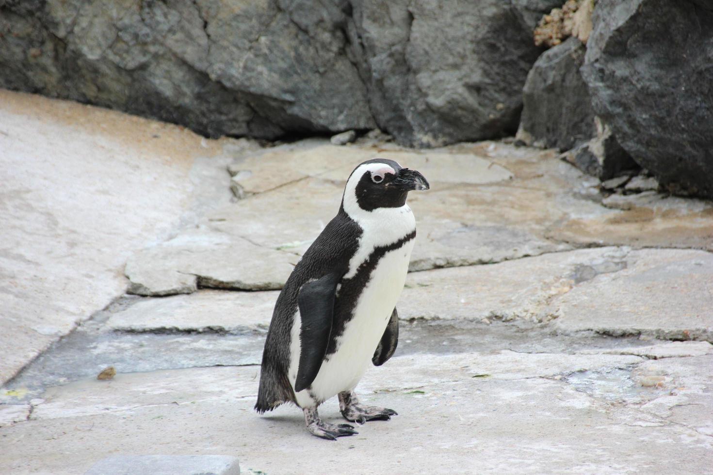 Pinguin auf den Felsen foto