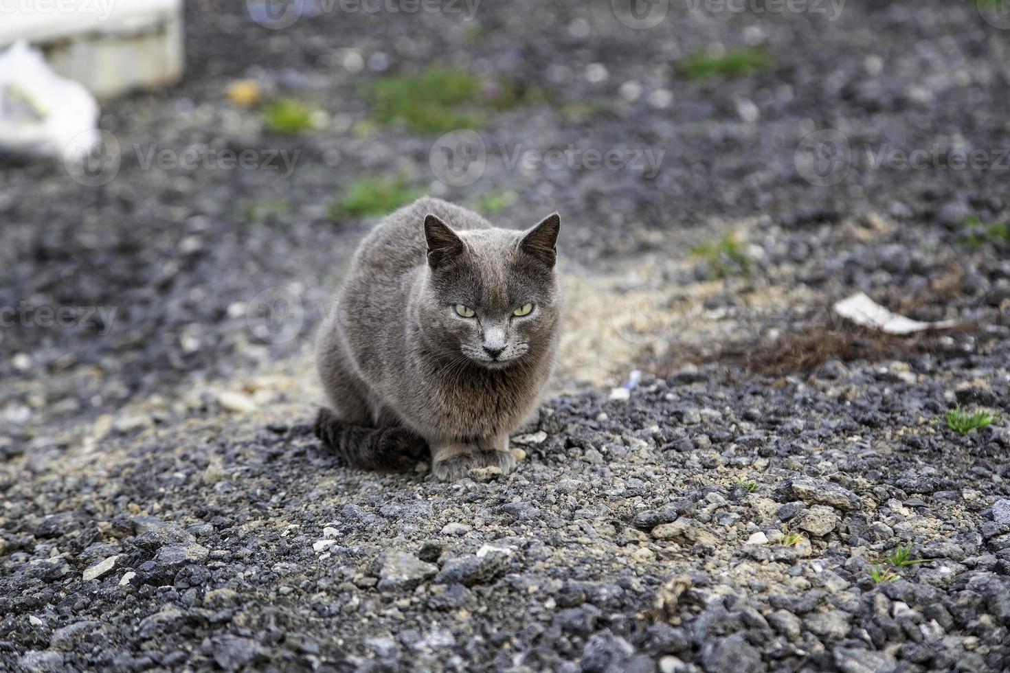 von der Straße verlassene Katzen foto