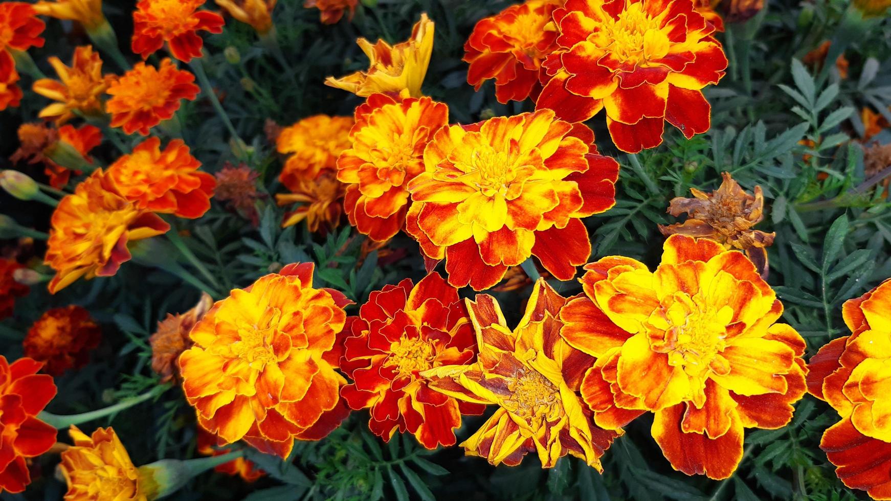 tagetes erecta, die aztekische ringelblume, mexikanische ringelblume, große ringelblume, frühlingsblühende blume. foto