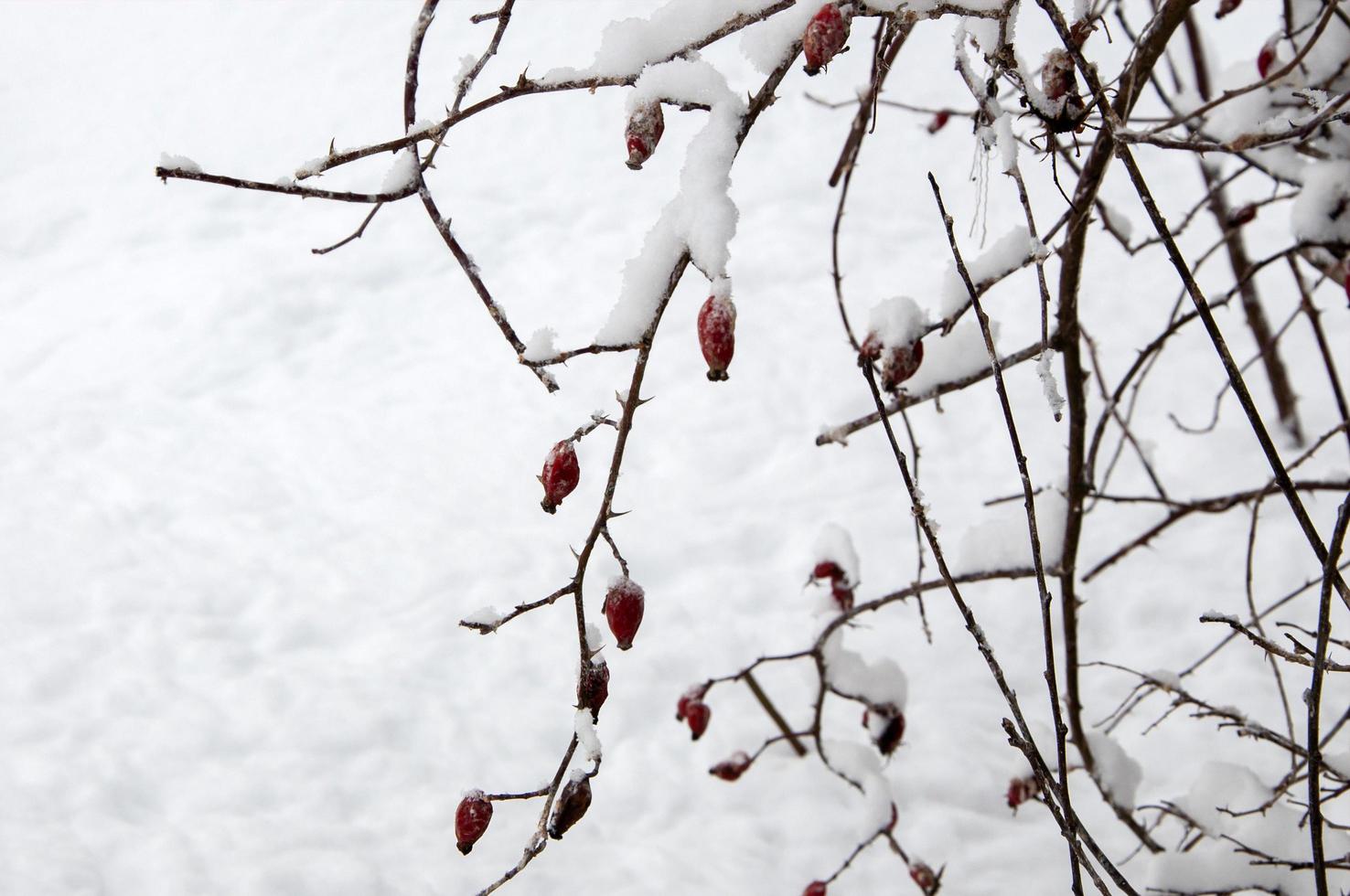 Winterlandschaft mit Wildrose im Schnee. foto