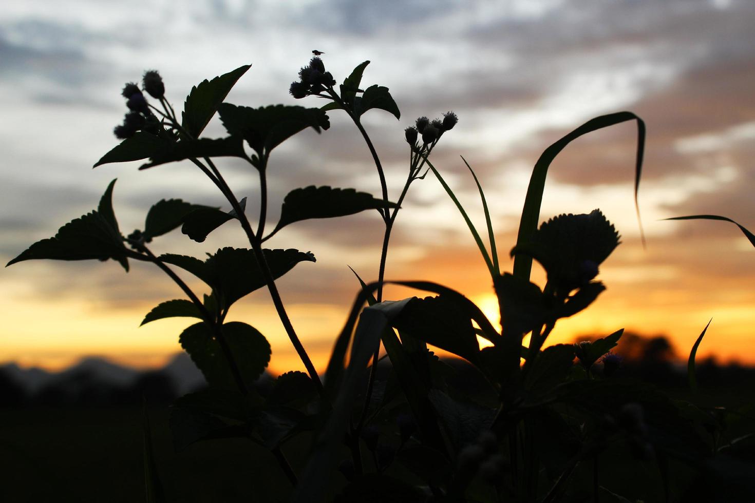 Grasschattenbild mit Sonnenunterganghintergrund foto