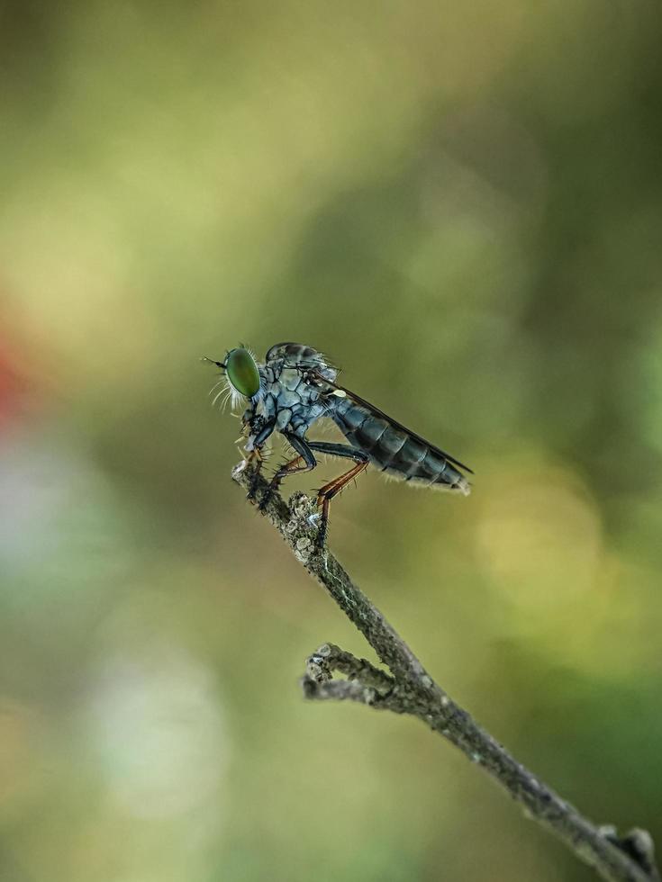 Makro Insekten Mücken Fliegenräuber foto