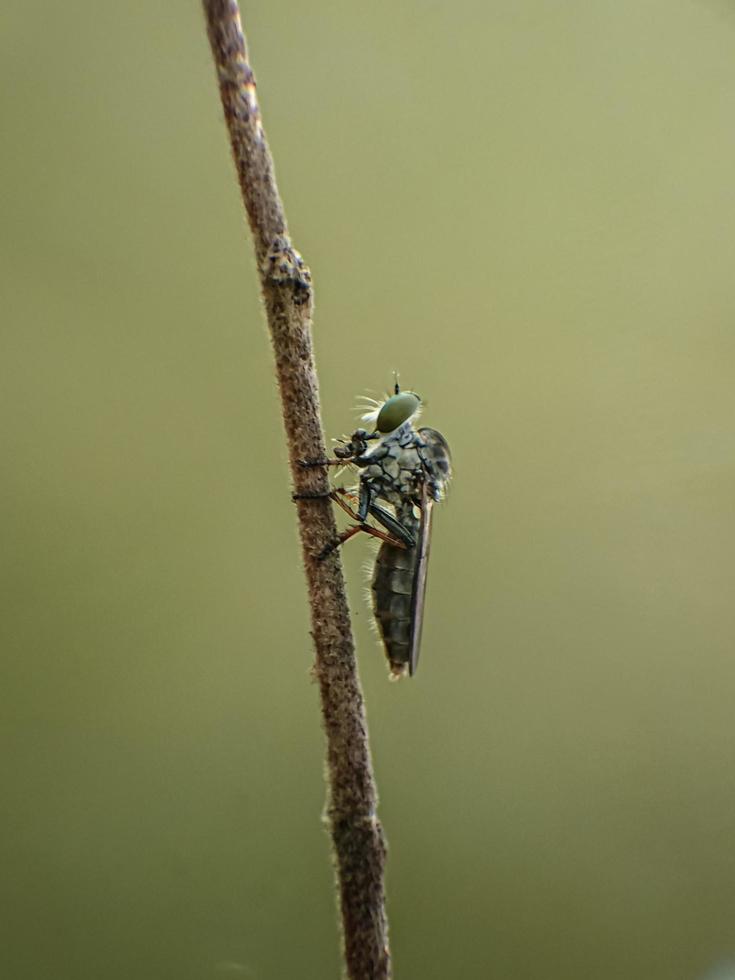 Makro Insekten Mücken Fliegenräuber foto