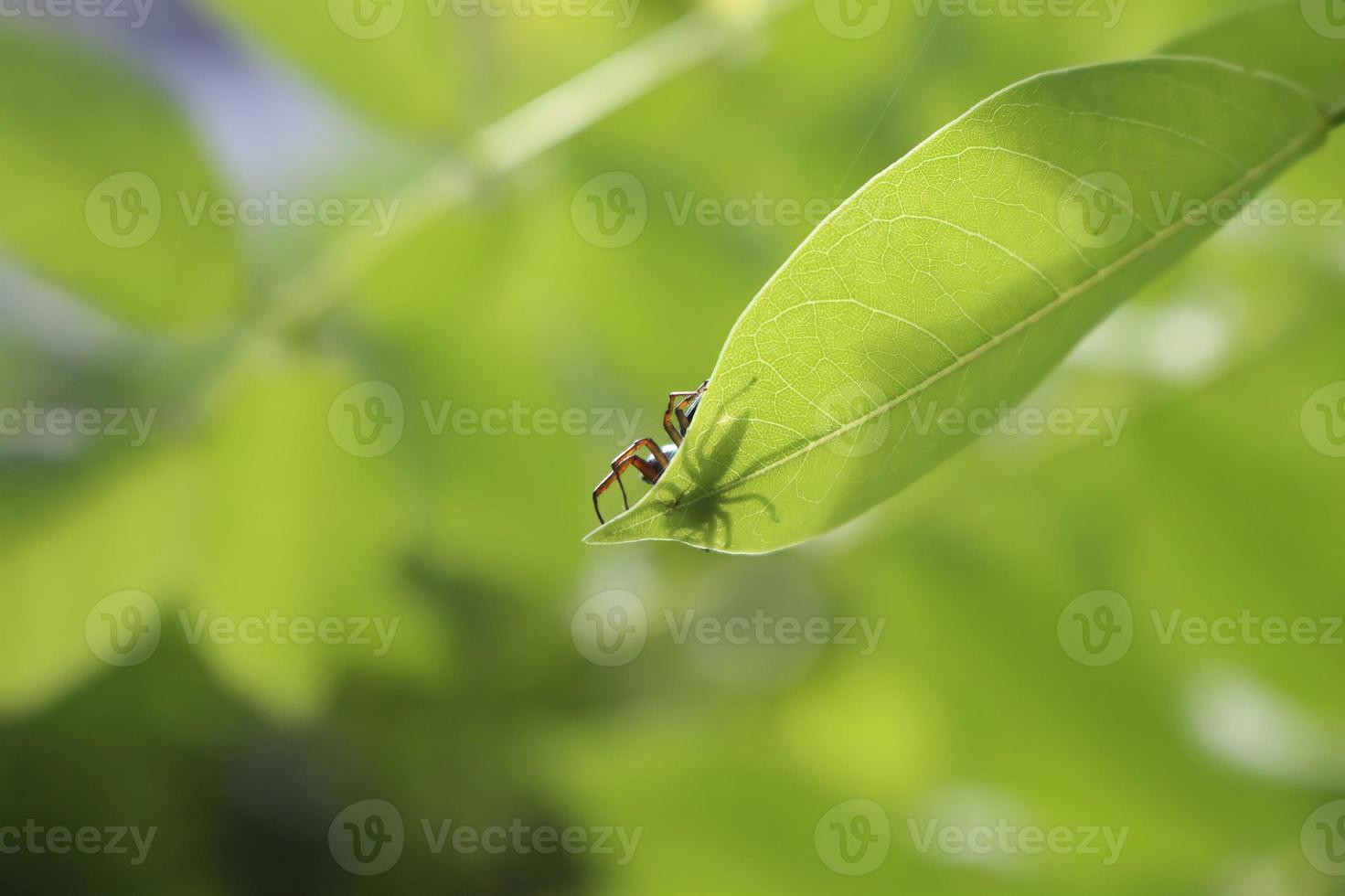 Nahaufnahmefoto einer kleinen Spinne, die von unten gesehen wird und aufgrund der dünnen Blätter und des hellen Sonnenlichts so aussieht, als wäre ihr Körper durchsichtig. Follikel. foto