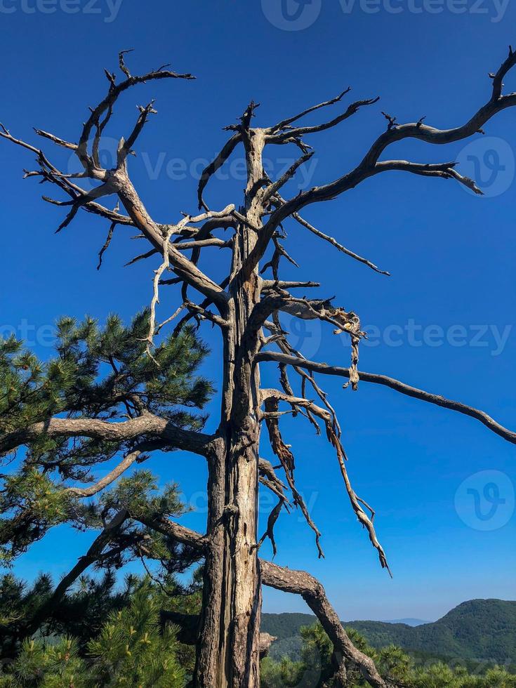 blauer himmel hintergrund, natur blauer himmel auf dem hügel, waldhügel naturlandschaft foto