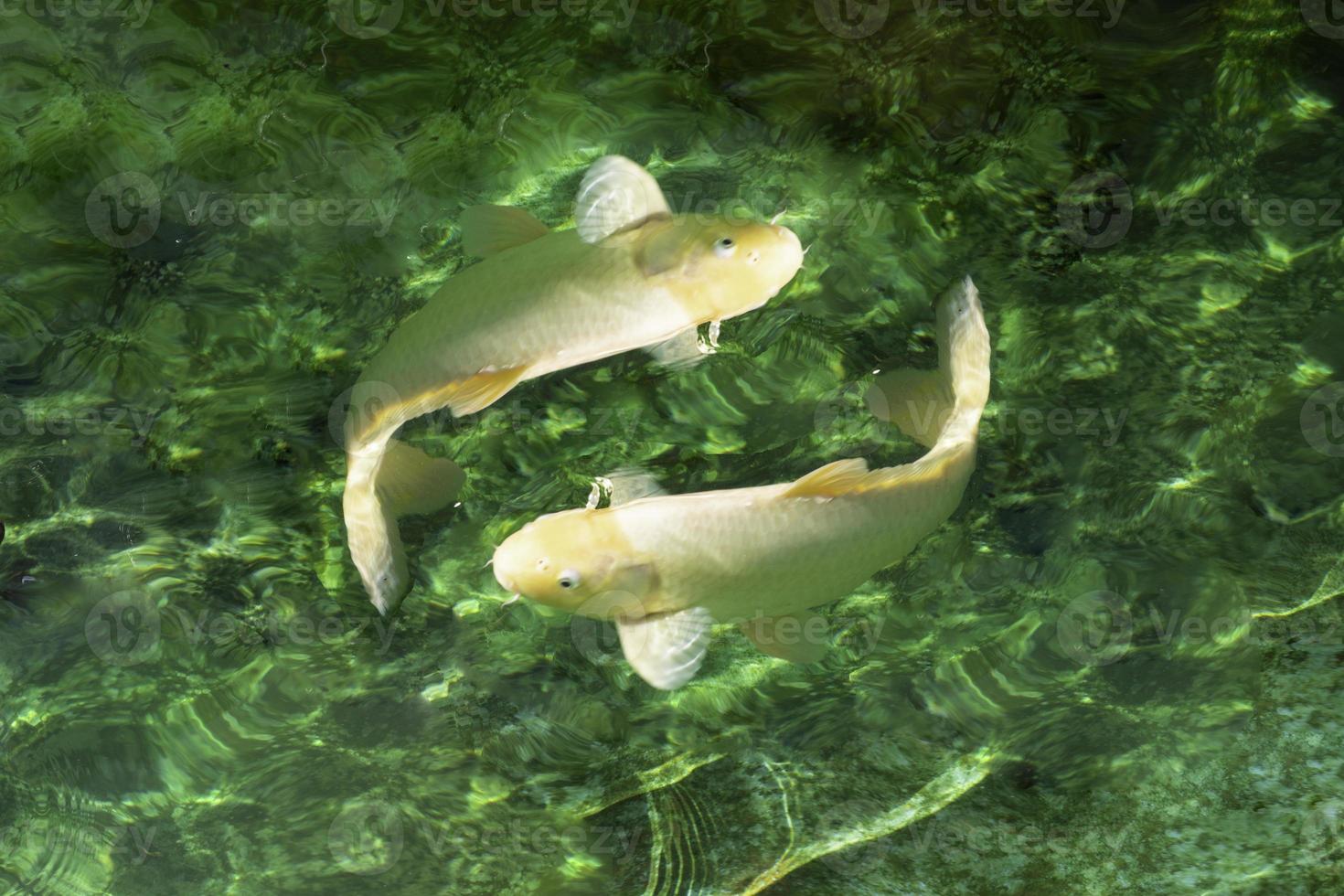 Japanischer Koi im grünen Teich. foto