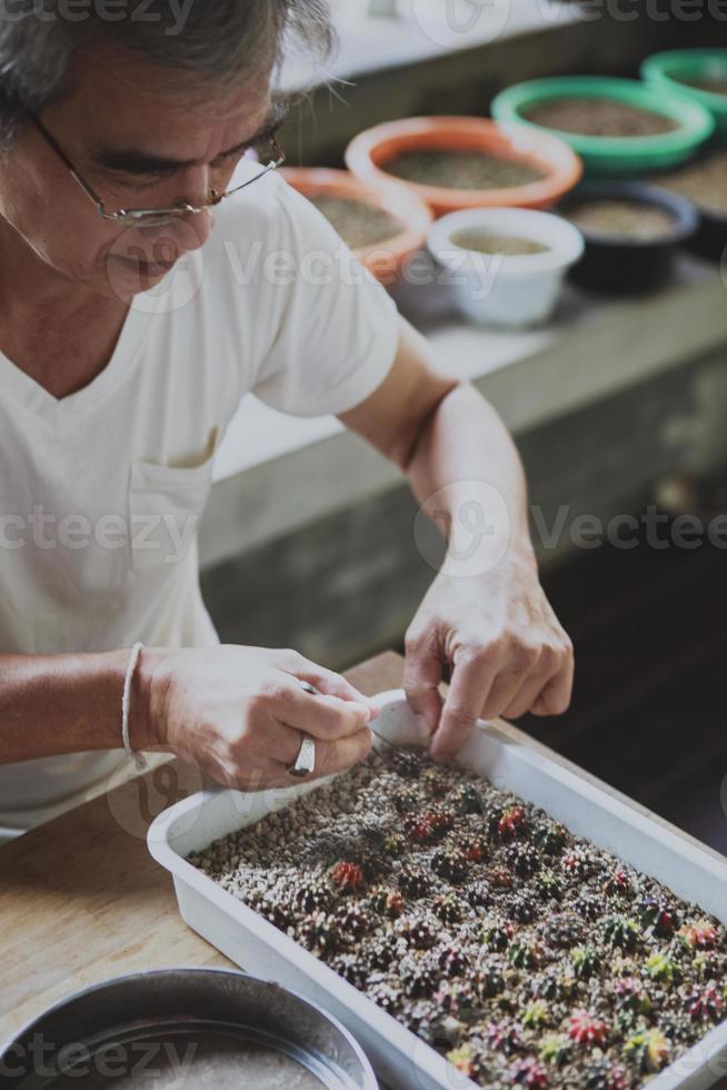 asiatischer älterer mann, der gymnocalycium-welpen im hausgarten sammelt foto