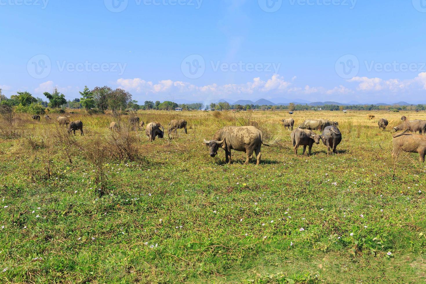 Viele thailändische Büffel fressen Gras auf Grasfeldern foto