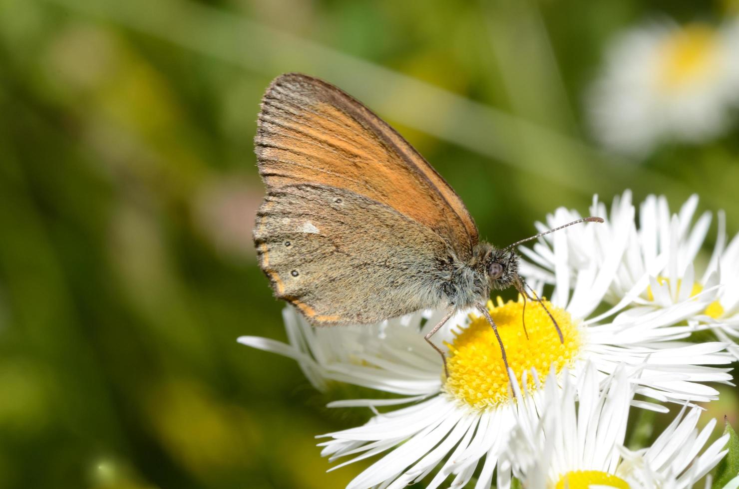 brauner Schmetterling auf Blume foto