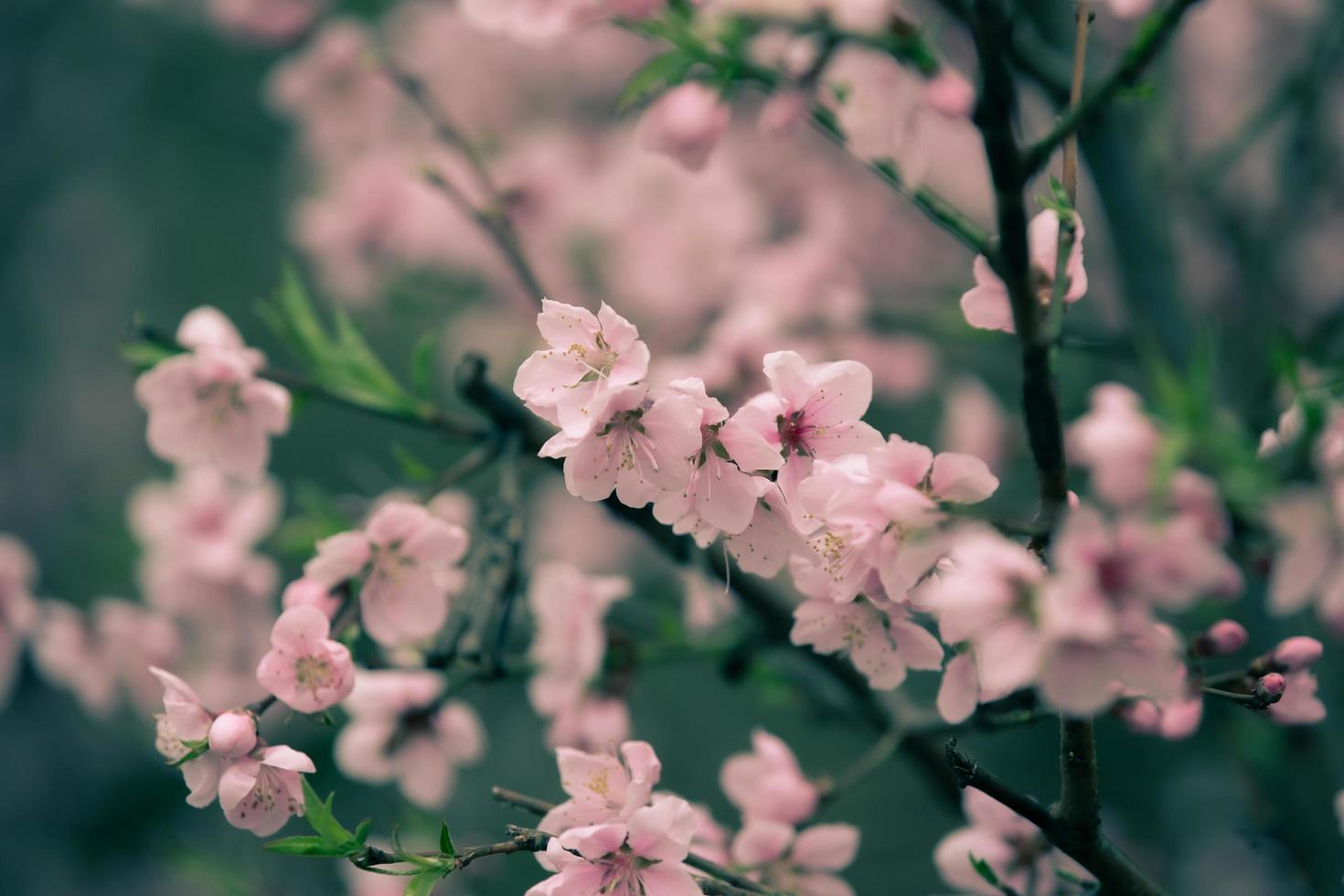 schöne kirschblüte sakura im frühling foto