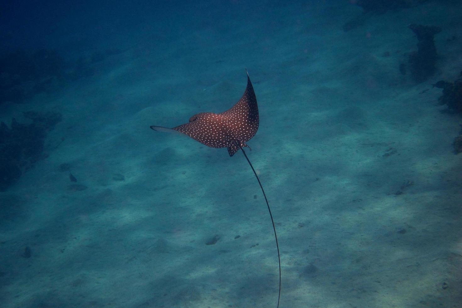 Gefleckter Adlerrochen-Schwimmer foto