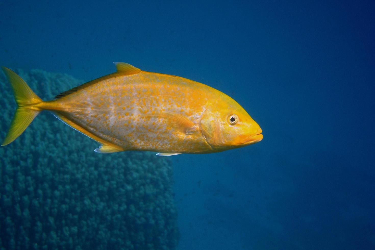 Zitronengelber Makrelenfisch foto