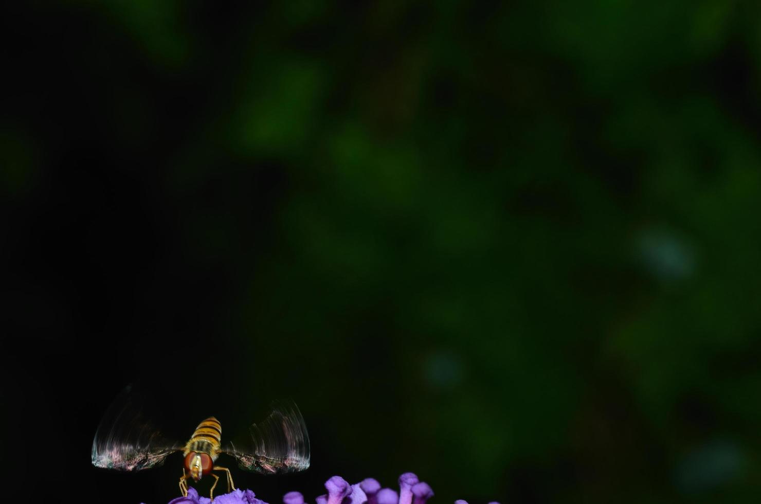 Insekt mit beweglichen Flügeln foto