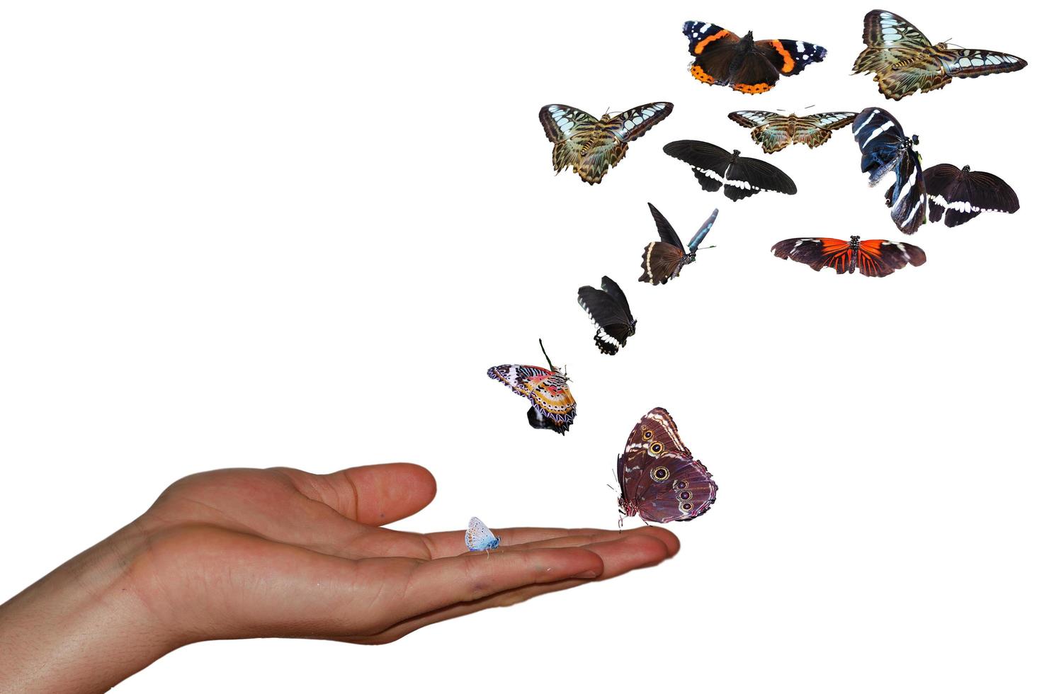 Hand mit vielen bunten Schmetterlingen weiß foto