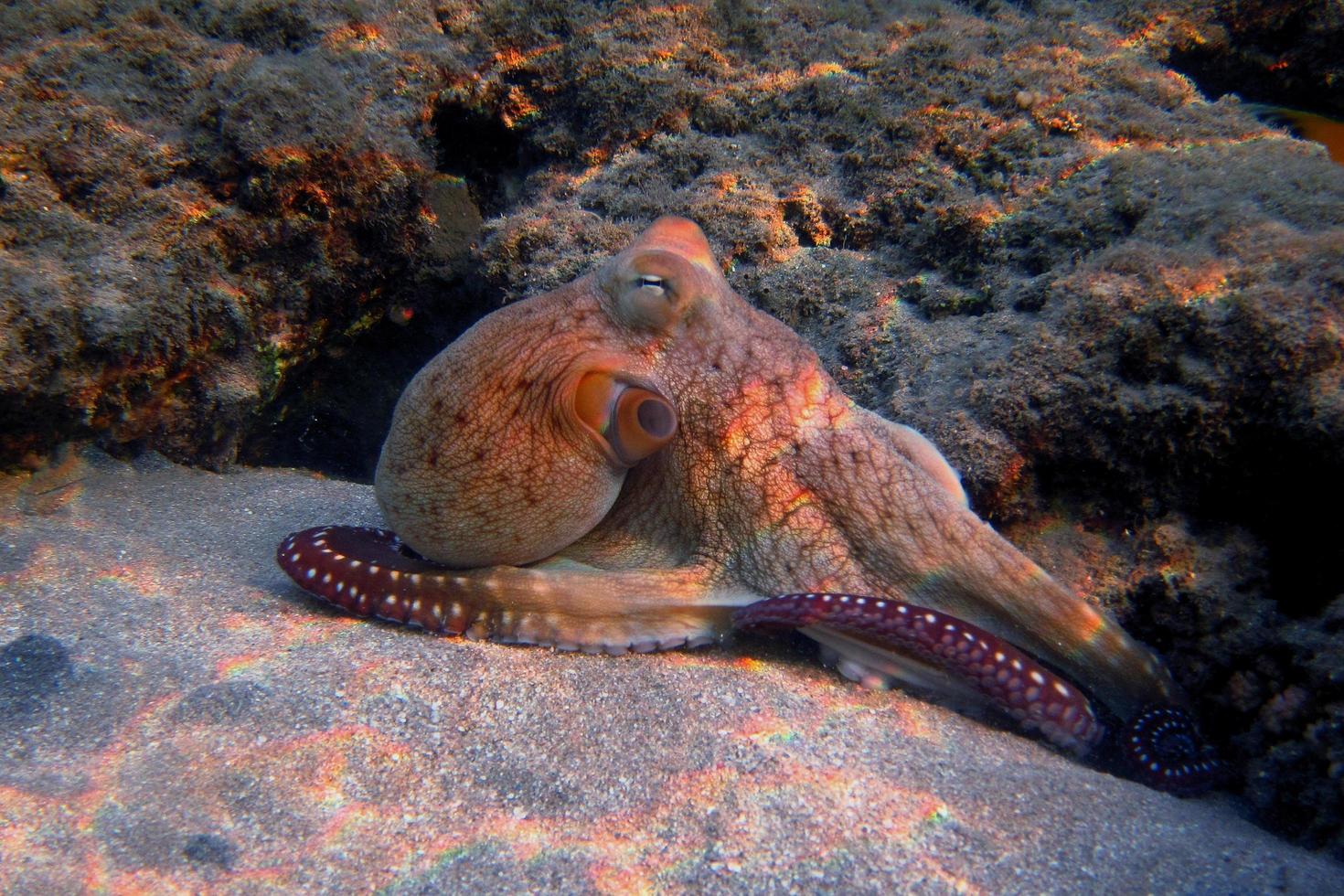 roter Oktopus an Korallen im Meer foto