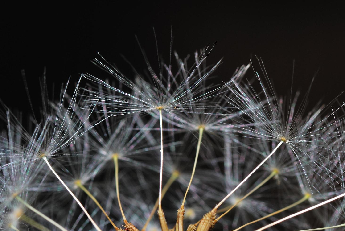 Pusteblume große Ansicht foto