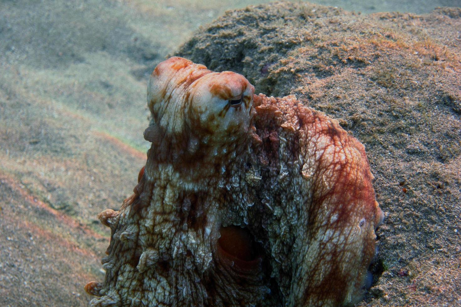 roter Tintenfischkopf foto