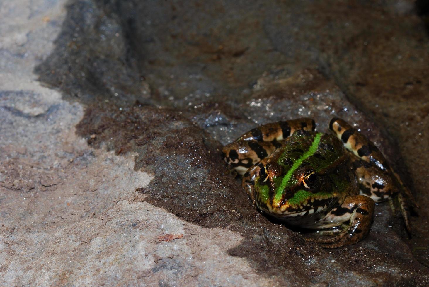 Frosch auf nassem Felsen foto