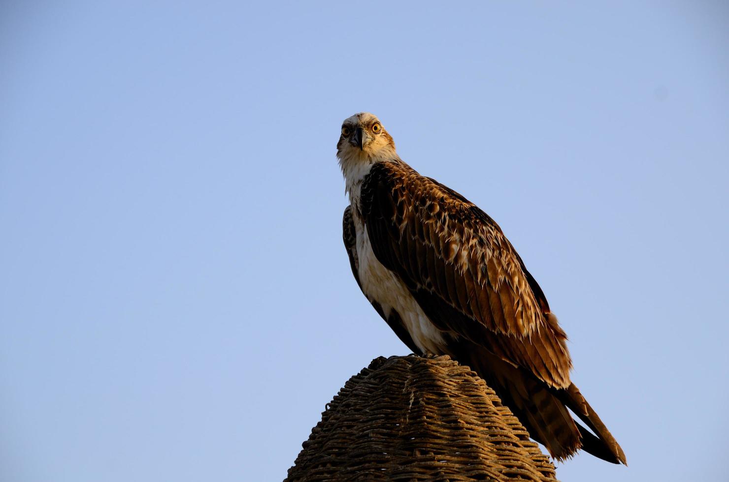 sitzender und schauender seeadler foto