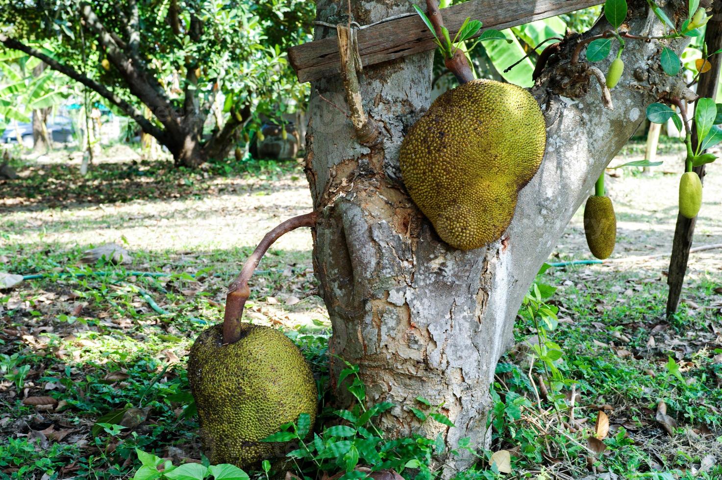Closeup Jackfruits hängen vom Körper des Baumes im Bio-Bauernhof mit unscharfer Gruppe von Baby-Jackfruit im Hintergrund foto