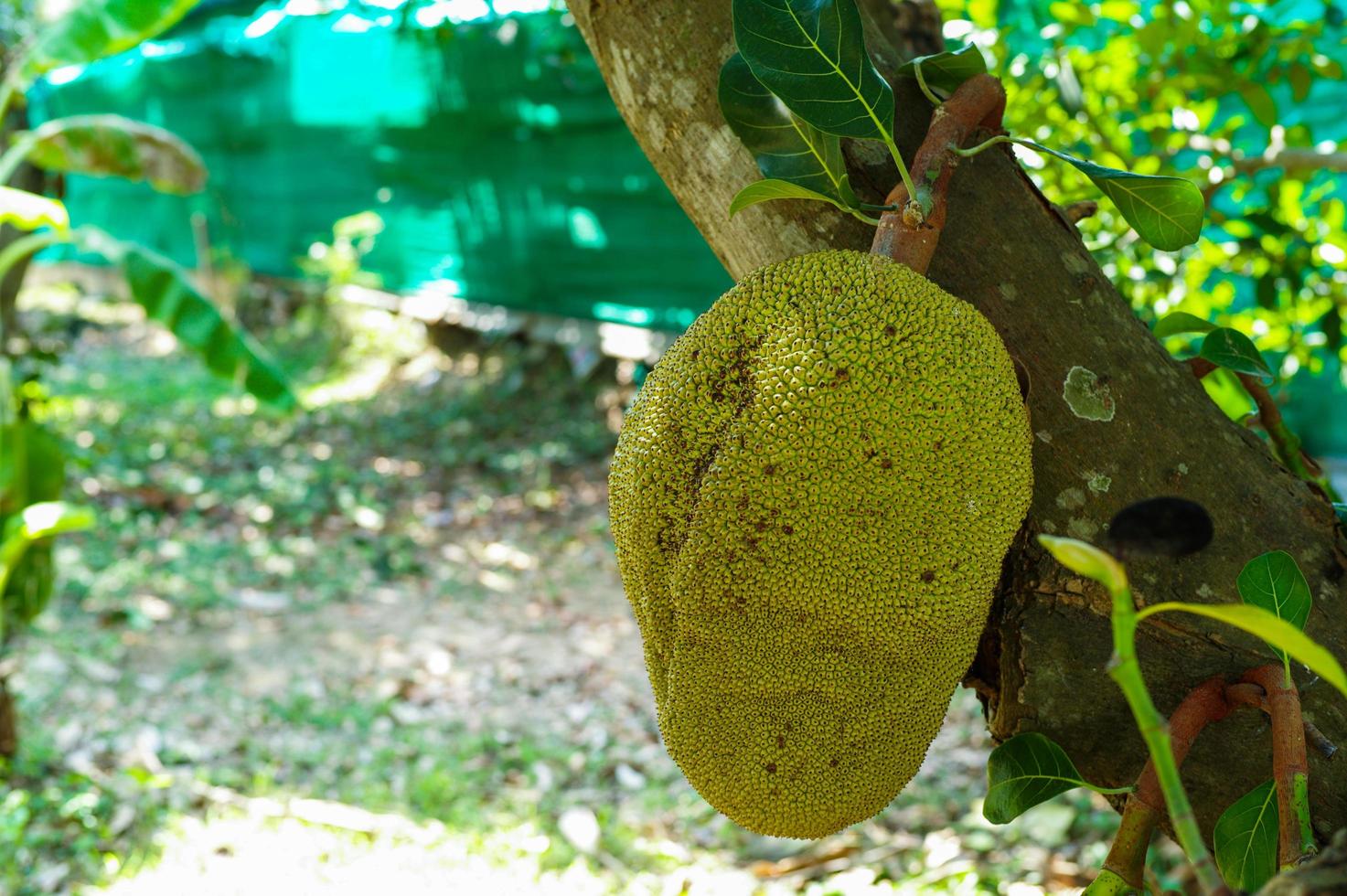 Closeup Jackfruits hängen vom Körper des Baumes im Bio-Bauernhof mit unscharfer Gruppe von Baby-Jackfruit im Hintergrund foto