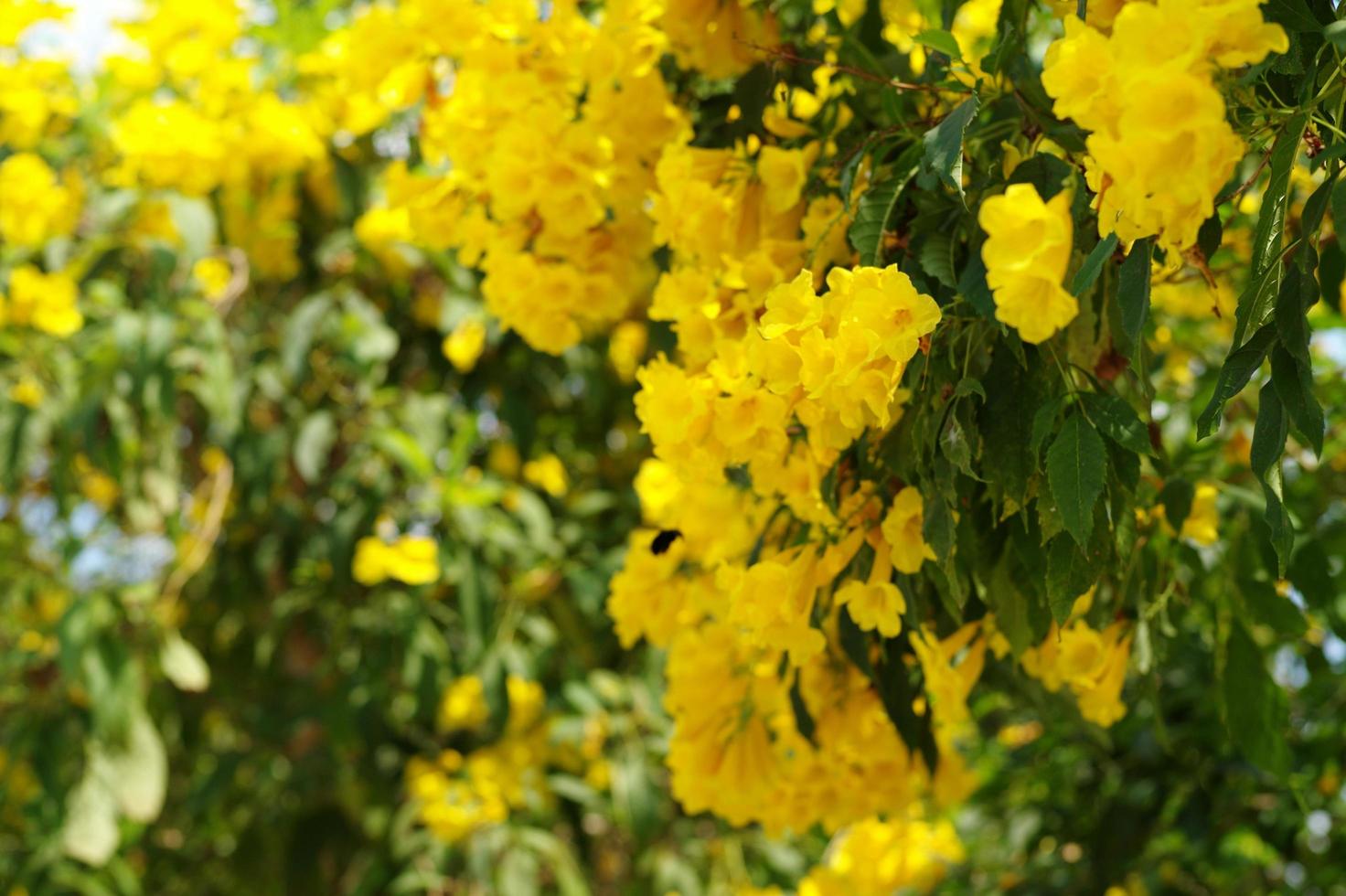 Closeup Gruppe von Blüten gelbe Blumen mit verschwommenen Bäumen im Hintergrund foto