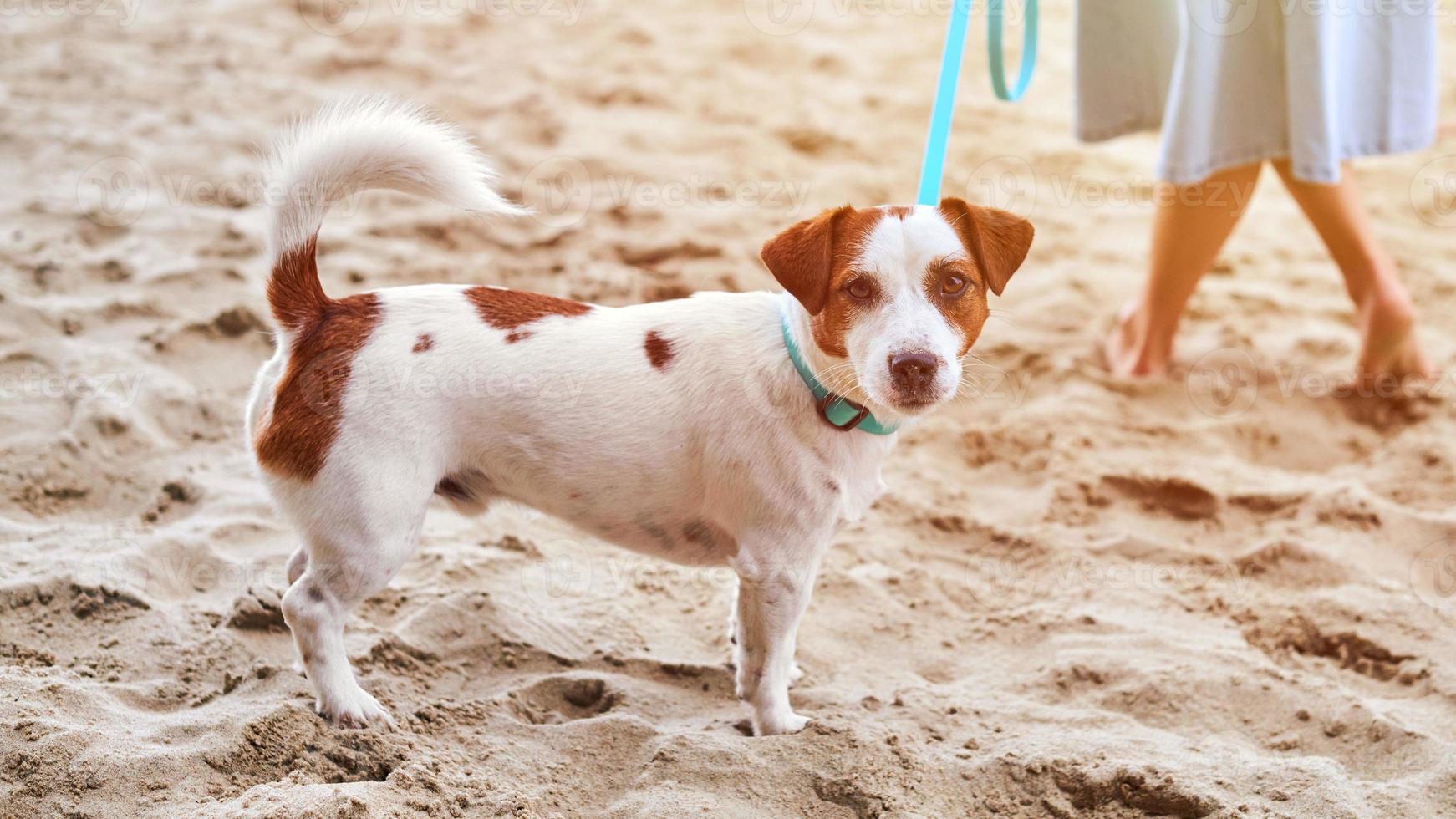 jack russell terrier hund, der am sandstrand spaziert, süßes kleines haustier, terrierhund an der leine mit haustierbesitzer foto