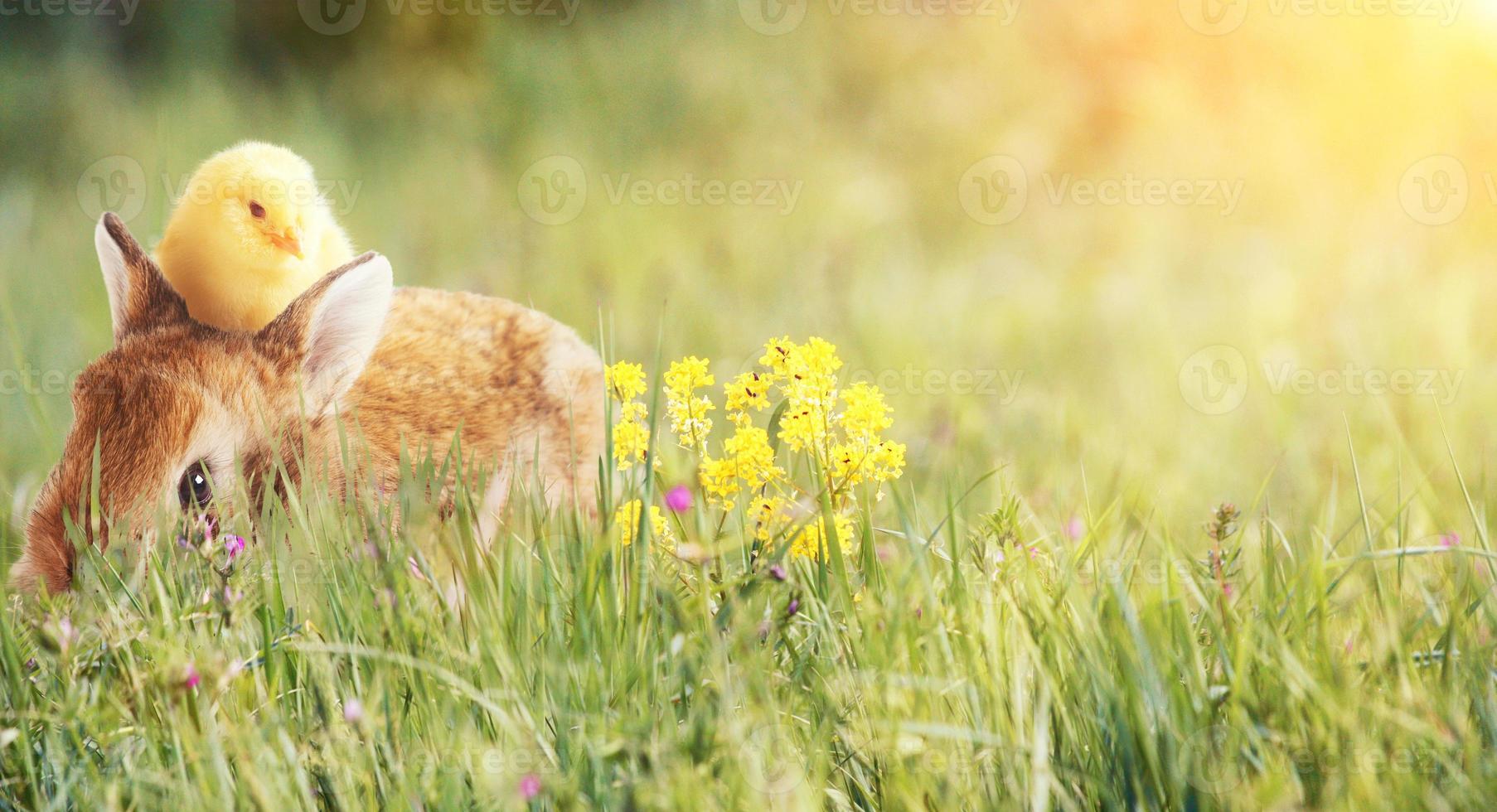 lustiger osterhase. frohes osterferienkonzept. foto