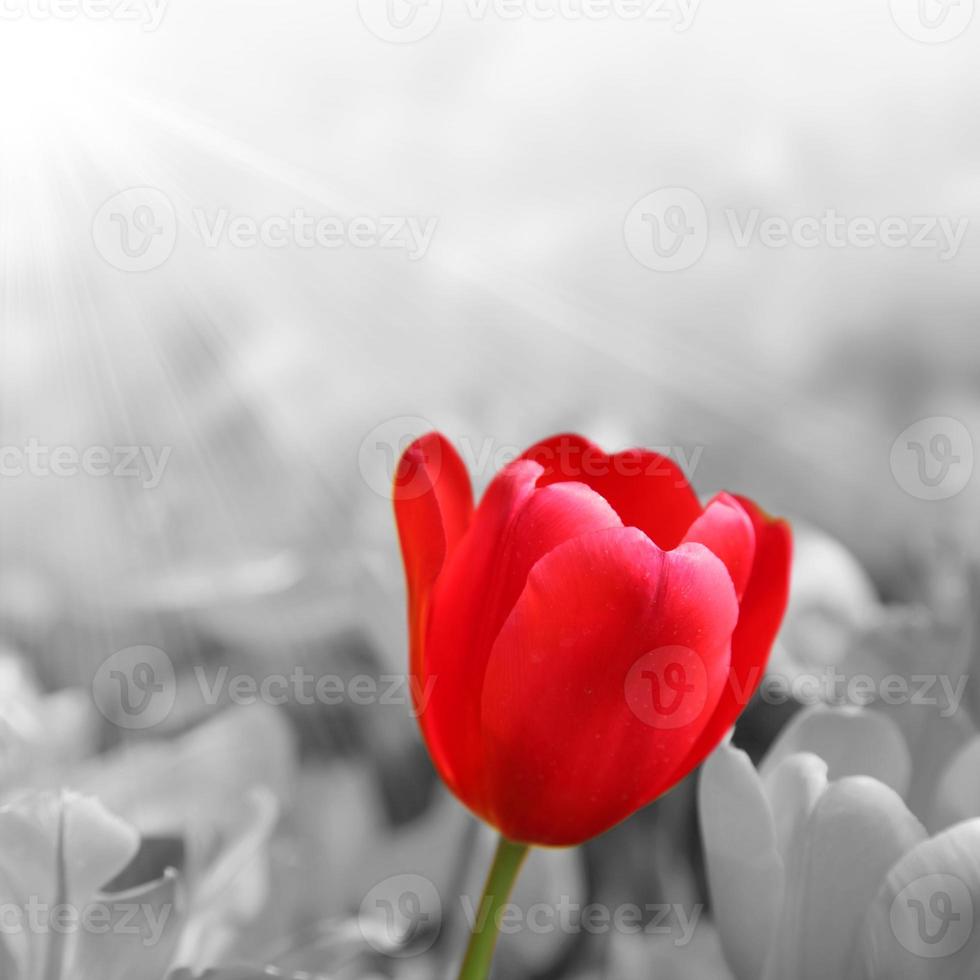 schöne Tulpen. frühlingsnaturhintergrund für webbanner und kartendesign. foto