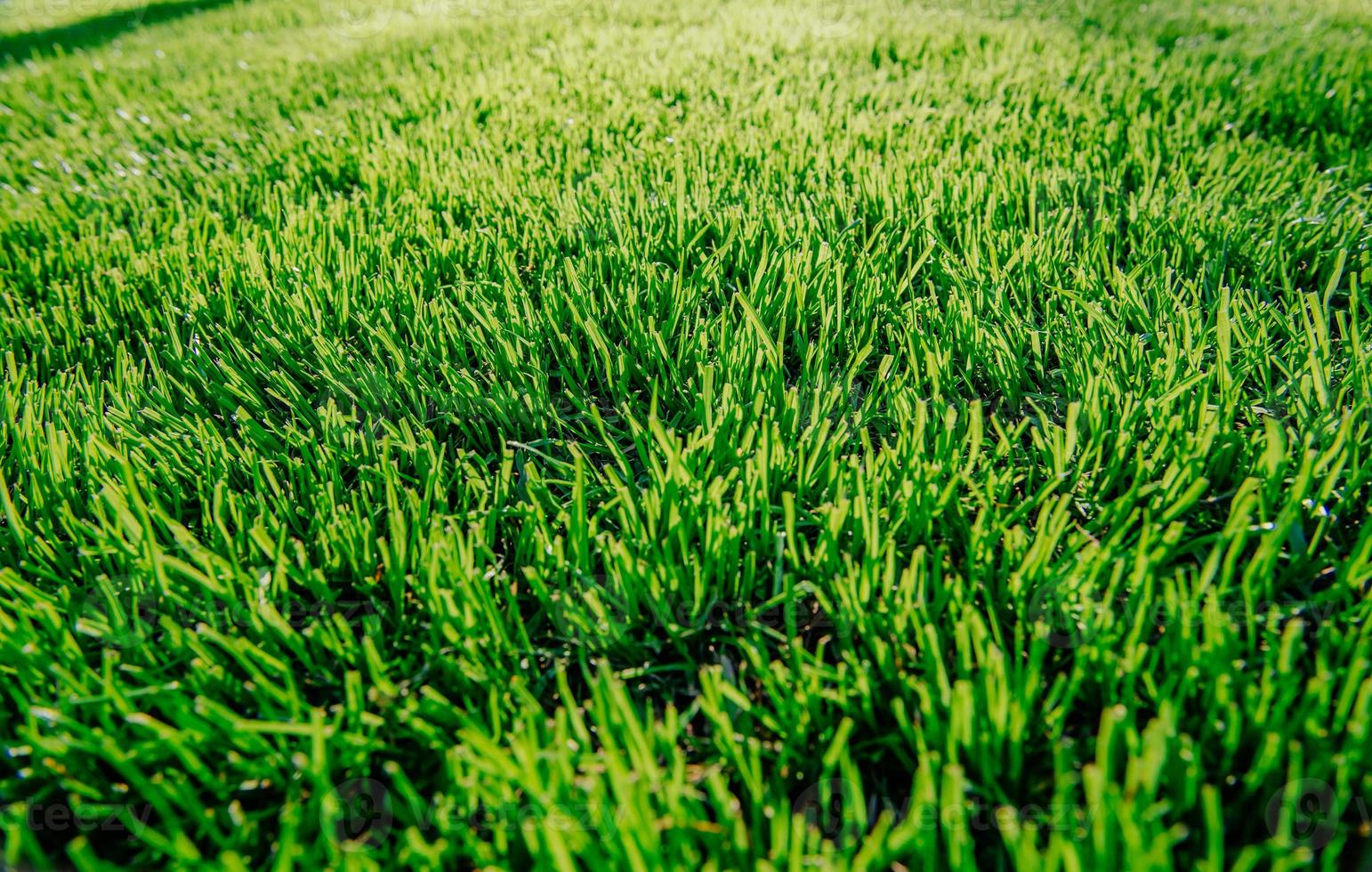 Nahaufnahme von frischem dichtem Gras foto