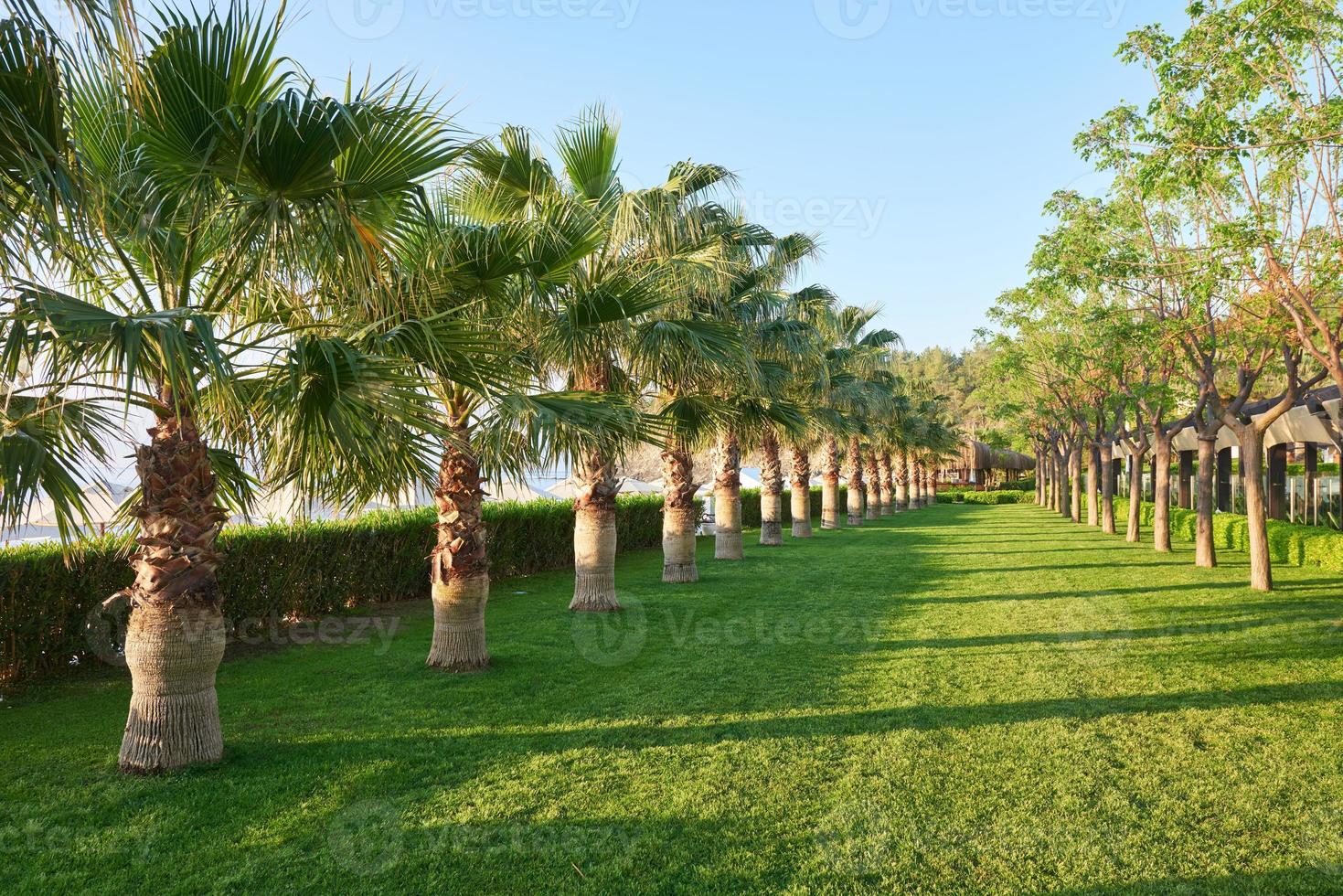 grüner Palmenpark und ihre Schatten auf dem Gras. foto