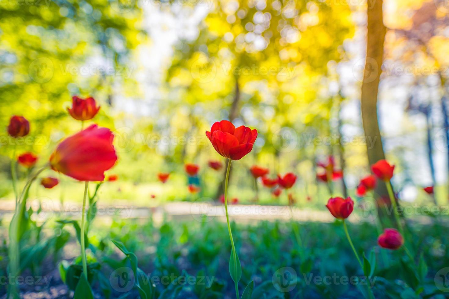 fantastischer floraler Nahaufnahmehintergrund von leuchtend roten Tulpen, die im Garten blühen. Sonniger Frühlingstag mit einer Landschaft aus grünem Gras, blauem Himmel, verschwommener Naturlandschaft foto