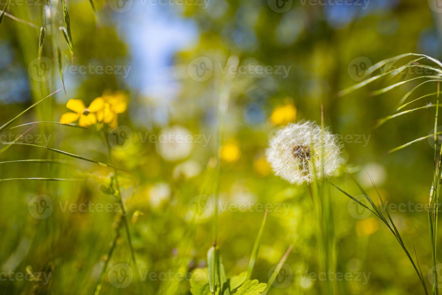 Löwenzahn in einem frischen grünen Morgenhintergrund. frühlingsnaturwiese mit blühendem löwenzahn nahaufnahme foto