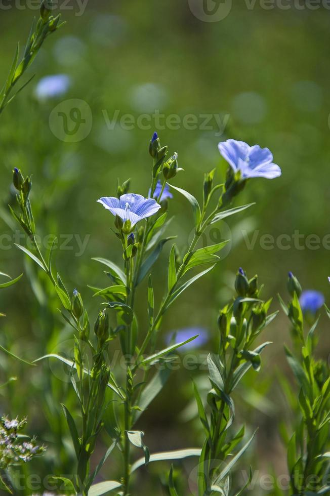 Bauernhoffeld mit schönen Leinsamenpflanzen und Blumen, Landwirtschaftsfeld. foto