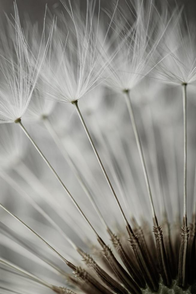 romantischer weißer löwenzahnblumensamen im frühling foto