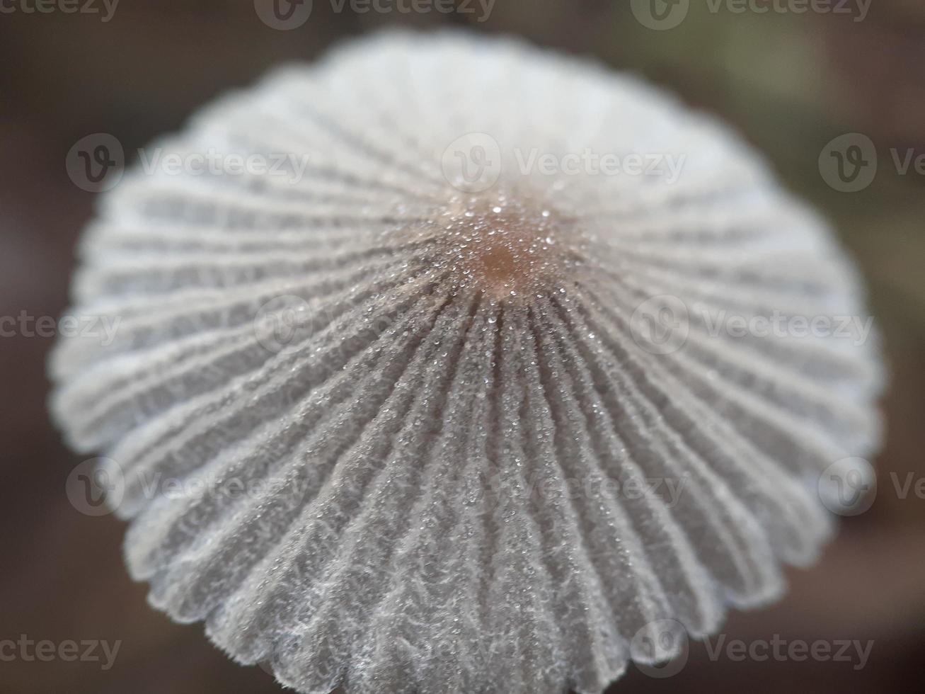 verschiedene Pflanzen der wilden Natur foto