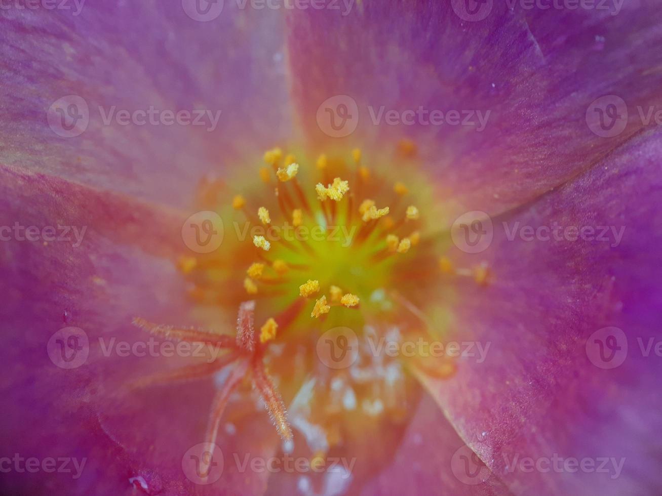 verschiedene Pflanzen der wilden Natur foto