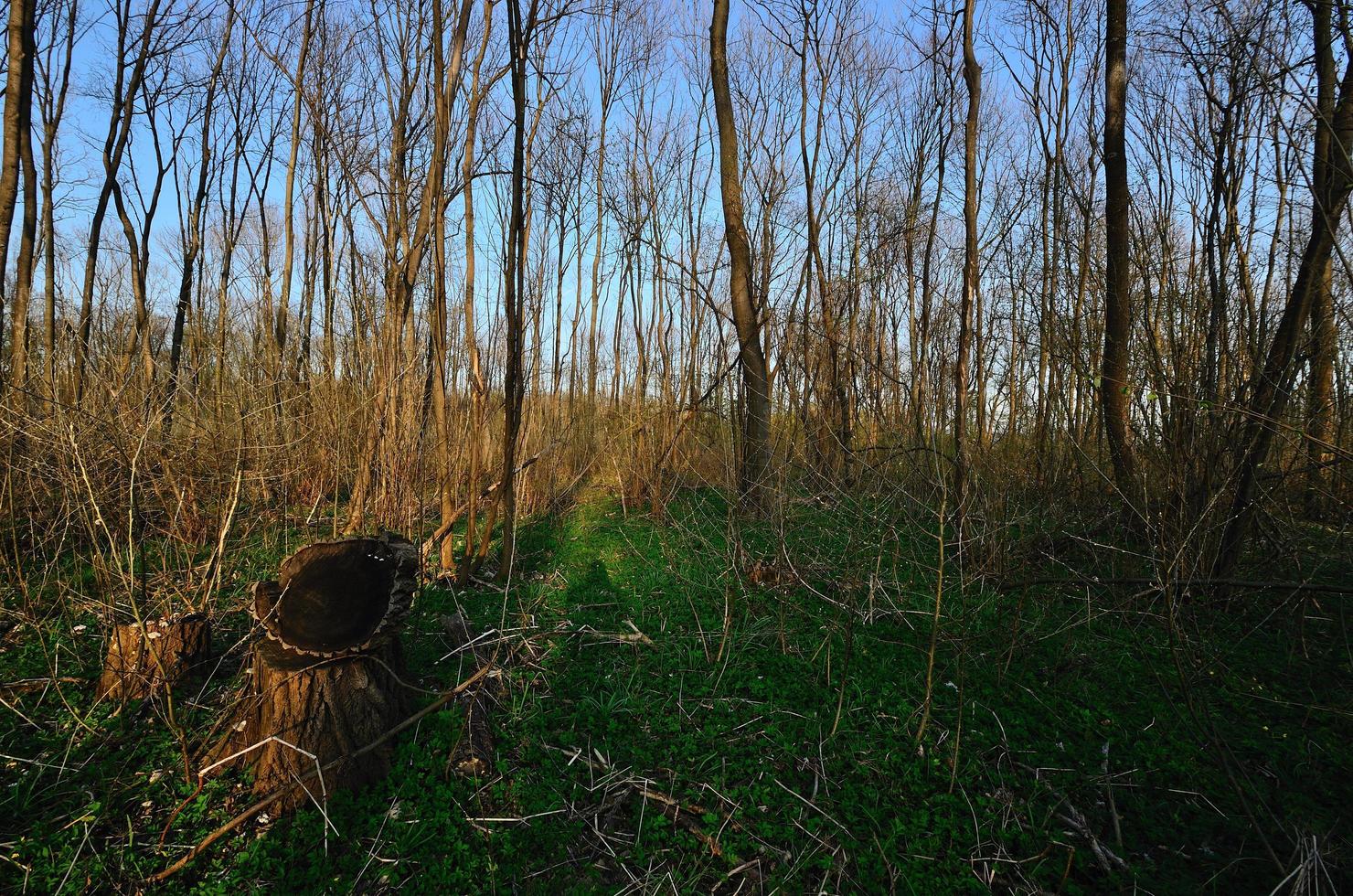 dichter Wald mit Stamm foto