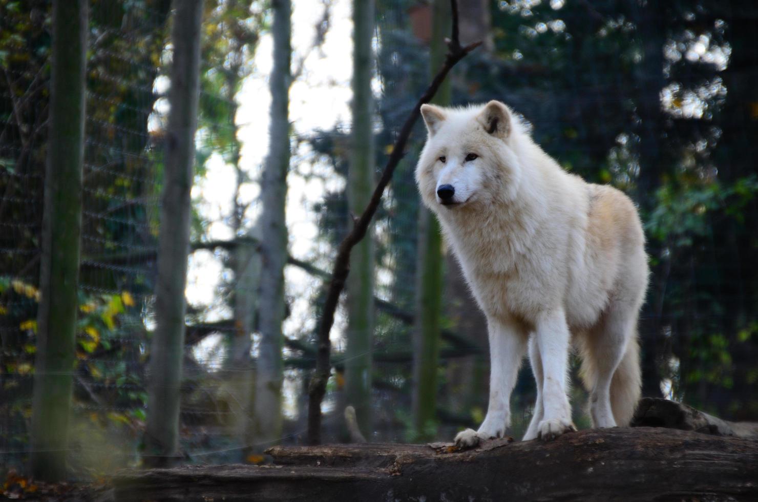 weißer Wolf steht foto