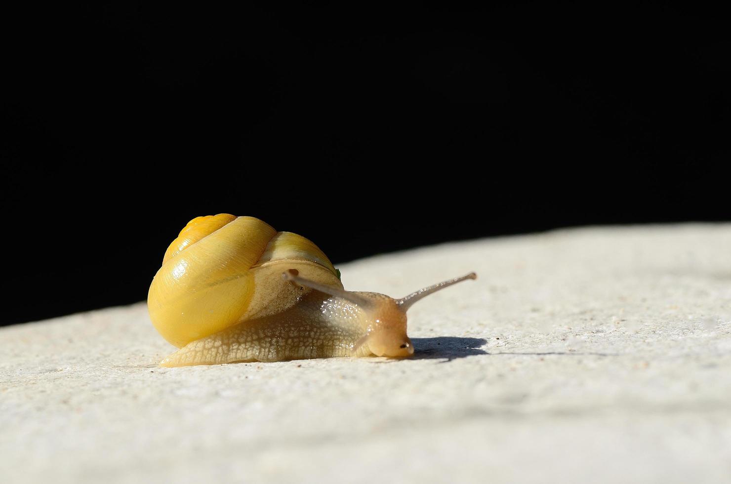 gelbe schnecke auf schwarz und weiß foto