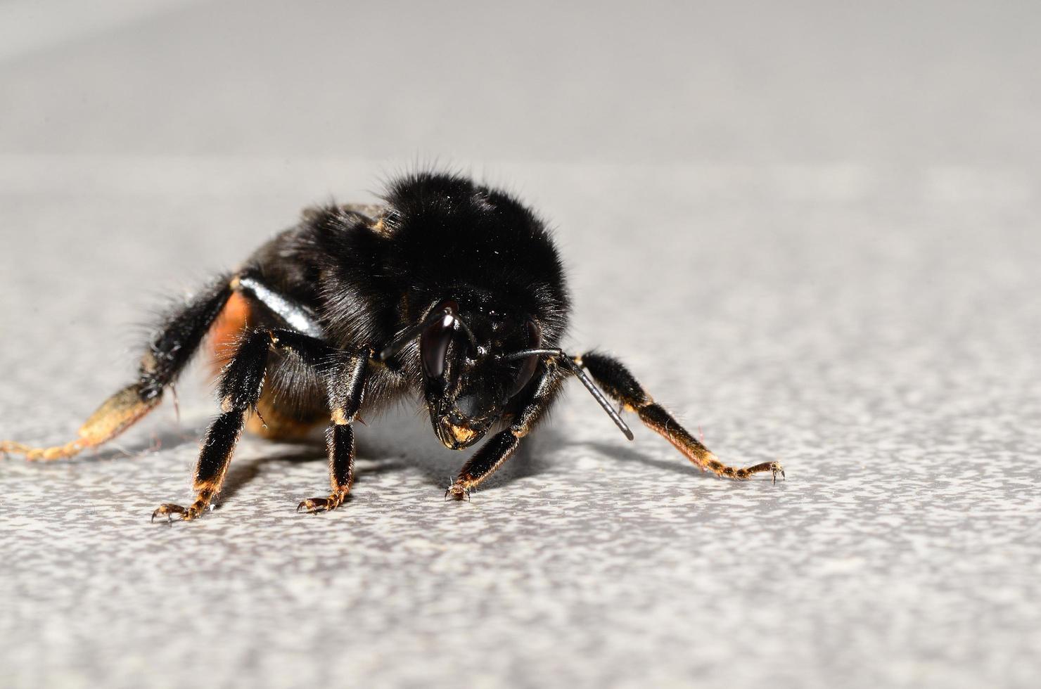 Hummel auf dem Boden foto