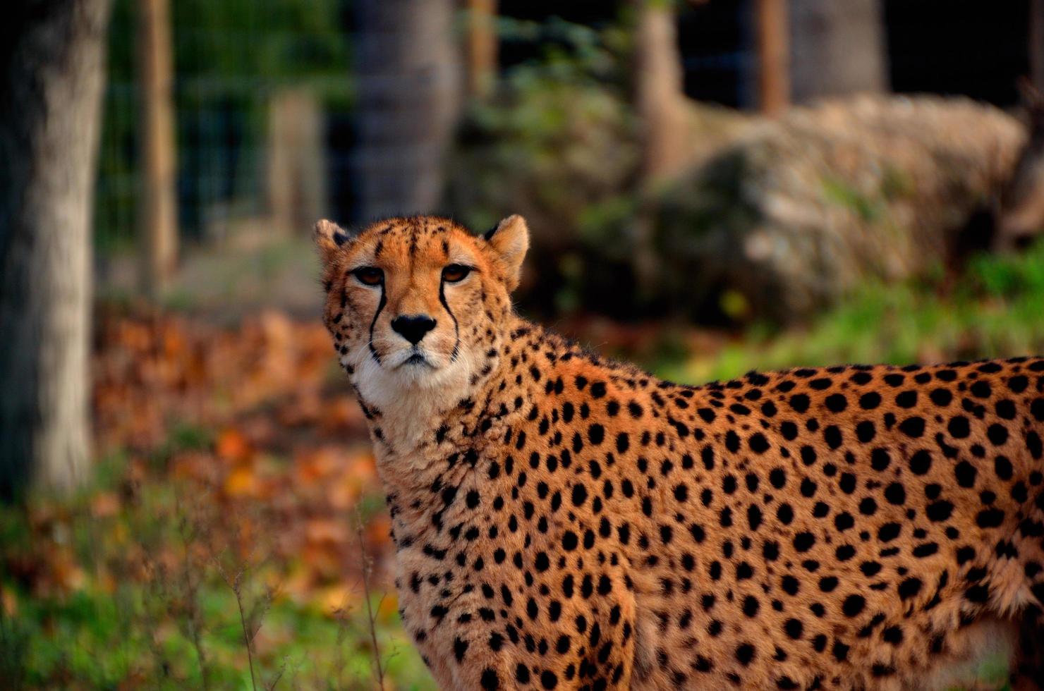 Leopard in die Kamera schaut foto