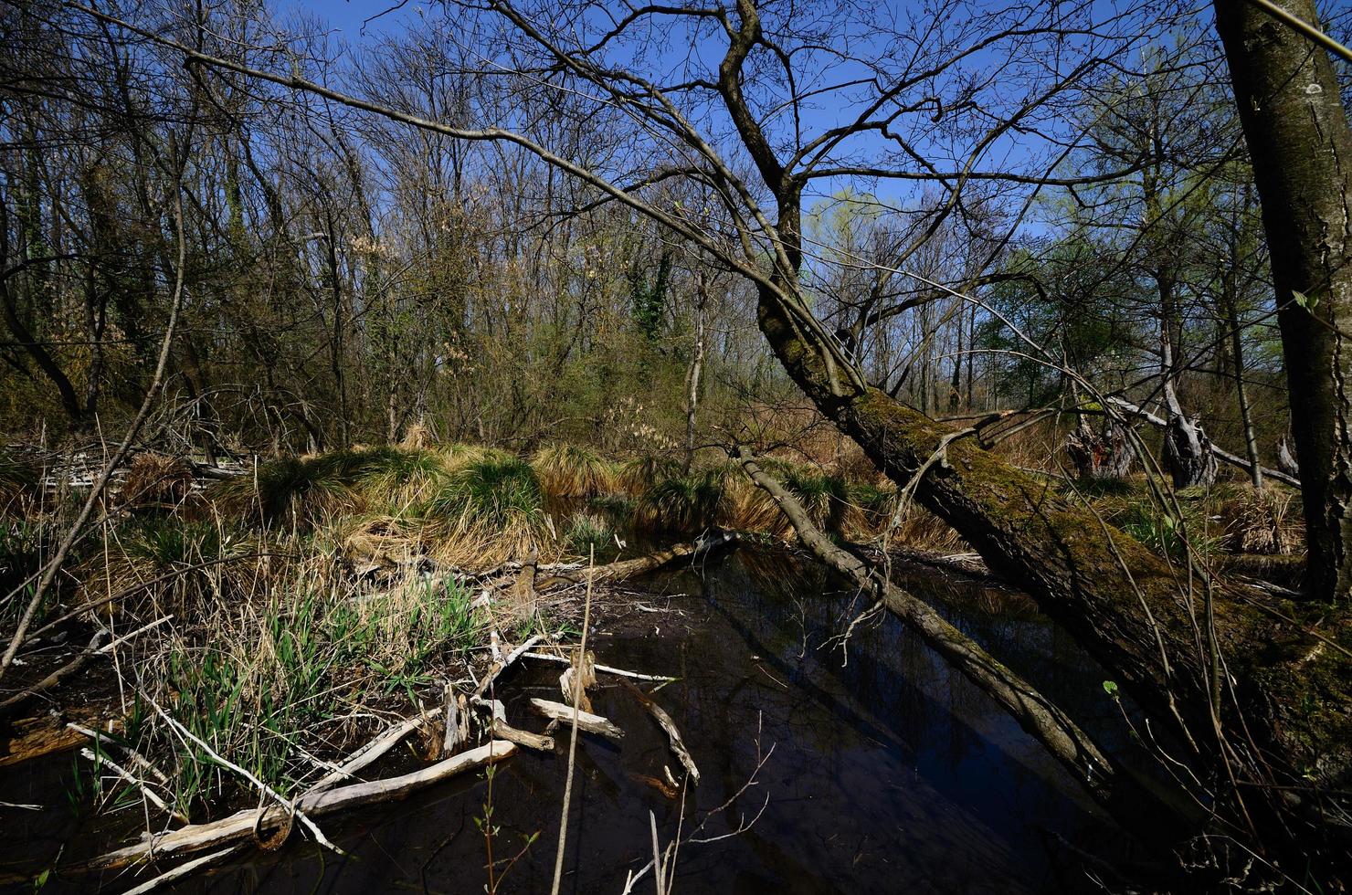 Naturlandschaft und Sumpf foto